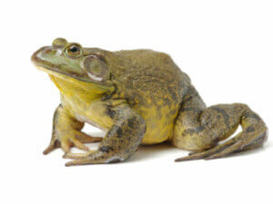 Grenouille taureau américaine : un mauvais animal de compagnie