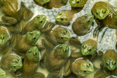 Des grenouilles invasives.