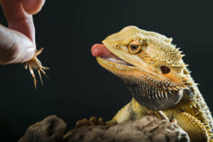 Occlusion intestinale chez les reptiles : causes et traitements