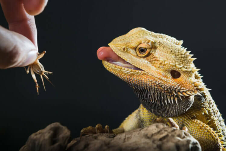 Occlusion intestinale chez les reptiles : causes et traitements