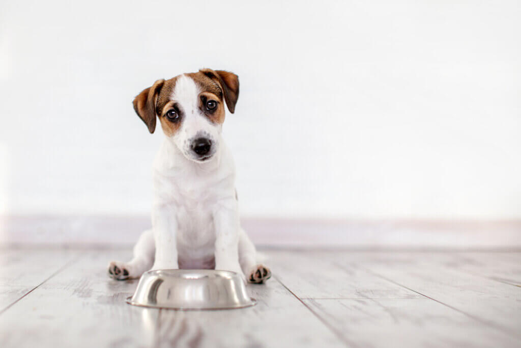 Oligo-éléments pour chiens : tout ce que vous devez savoir