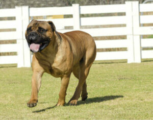 Race Bullmastiff : caractéristiques et soins