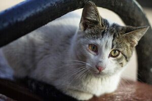Quels sont les signes de cancer chez les chats ?