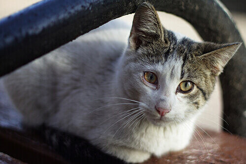 Quels sont les signes de cancer chez les chats ?