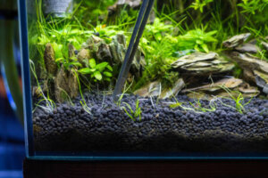 Les 4 types de substrat pour un aquarium