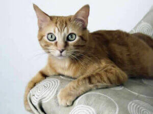 Le brazilian shorthair, une race de chats originaire de la rue