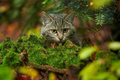 Un chat sauvage écossais qui chasse.