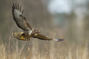 Les soins intensifs à prodiguer aux rapaces