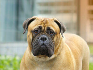 Zoom sur un Bullmastiff.