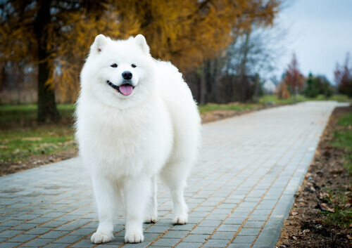 Un samoyede.