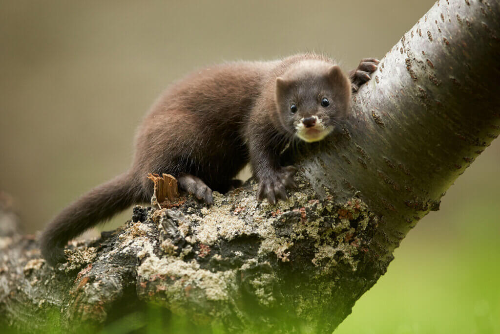 6 animaux menacés d'extinction en Europe