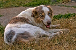 Comment traiter l'arthrite chez les chiens ?