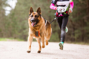 Le canicross, un sport avec des chiens