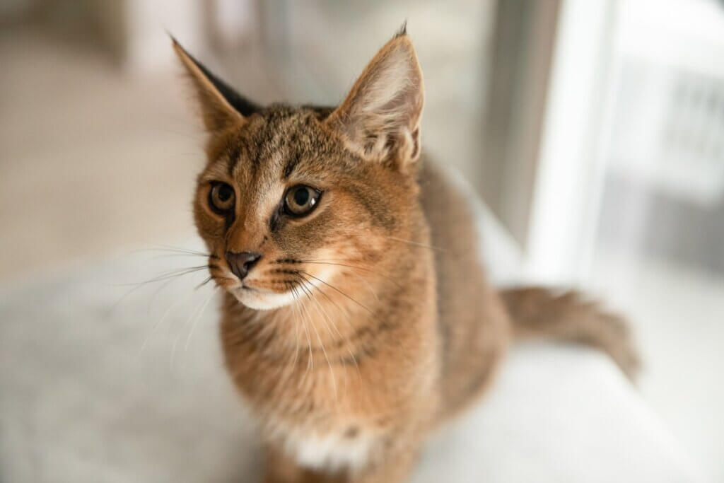 Chat Caracat : caractéristiques, origine et dilemmes éthiques
