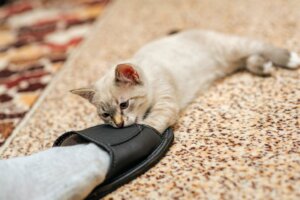 Pourquoi les chats mordent-ils les chevilles ?