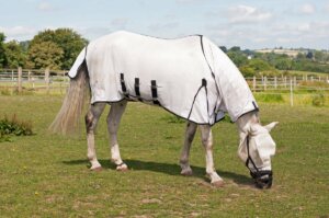 Un cheval dans une prairie.