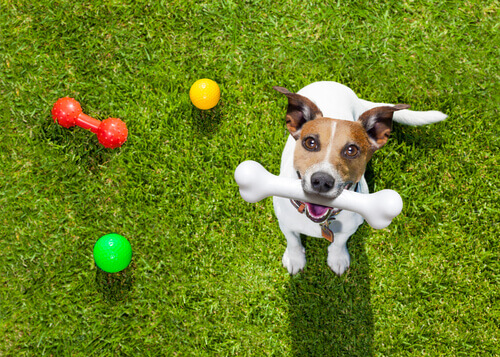5 jeux pour vous amuser avec votre chien