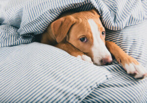Mon chien a mangé du polystyrène : que faire ?
