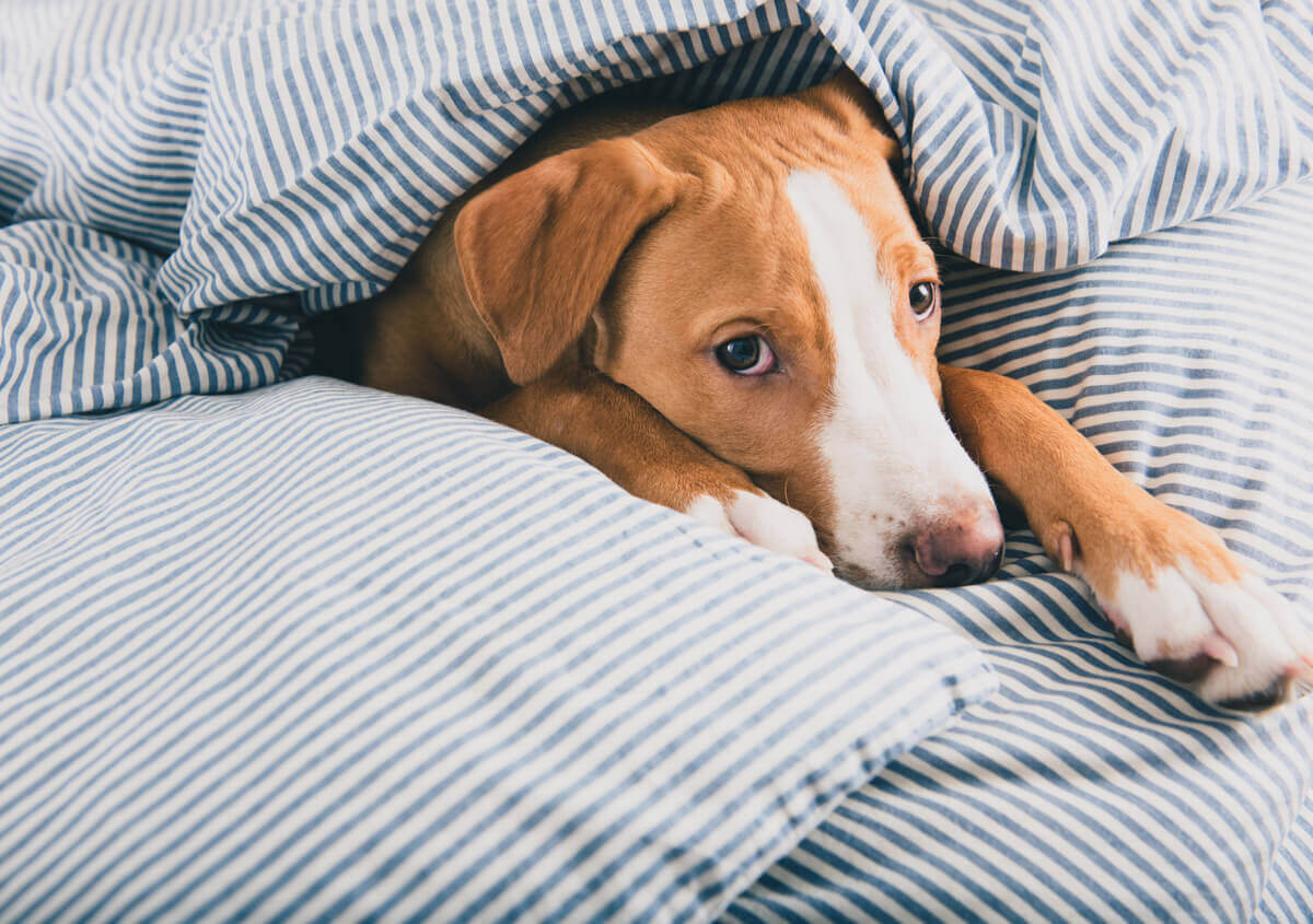 Mon chien a mangé du polystyrène : que faire ?