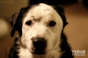 Un chien sauve la vie de son maître souffrant d'obésité