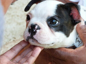 8 façons dont les chiens améliorent notre santé