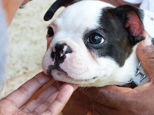 8 façons dont les chiens améliorent notre santé