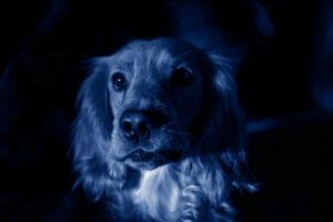 Des chiens bleus apparaissent dans une ville russe