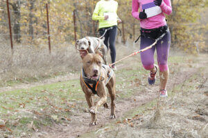 Chiens et tuteurs qui pratiquent le canicross.