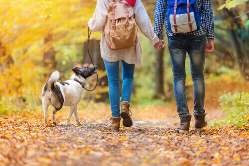 Un couple qui se promène avec leur chien.