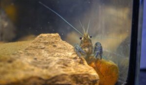 Le crabe marbré, un animal qui se clone