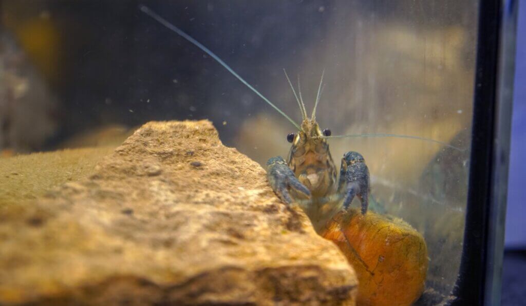 Le crabe marbré, un animal qui se clone