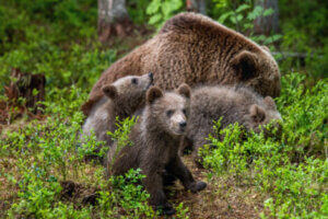 Des ours en forêt.