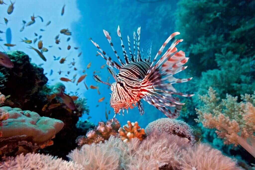 6 espèces aquatiques envahissantes