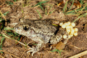 7 espèces étranges de grenouilles et de crapauds