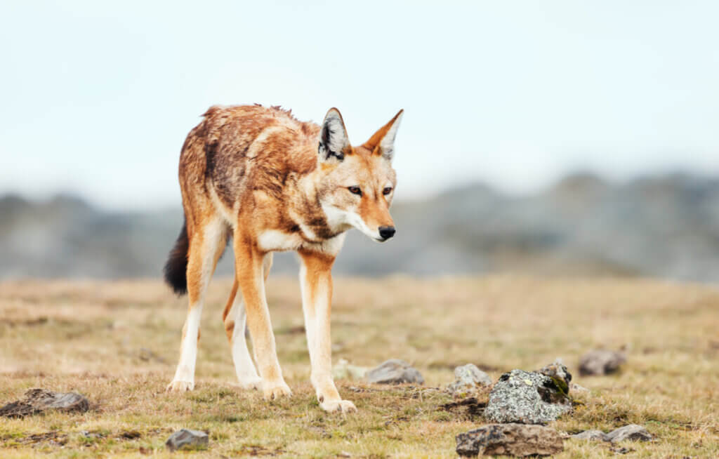 Loups en danger d'extinction : les cas du loup rouge et du loup d'Ethiopie