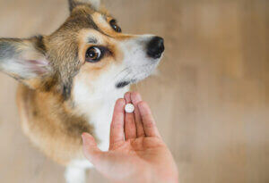 Un chien qui prend un médicament.