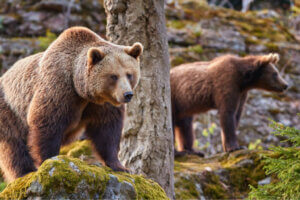 Les effets du changement climatique sur les ours cantabriques