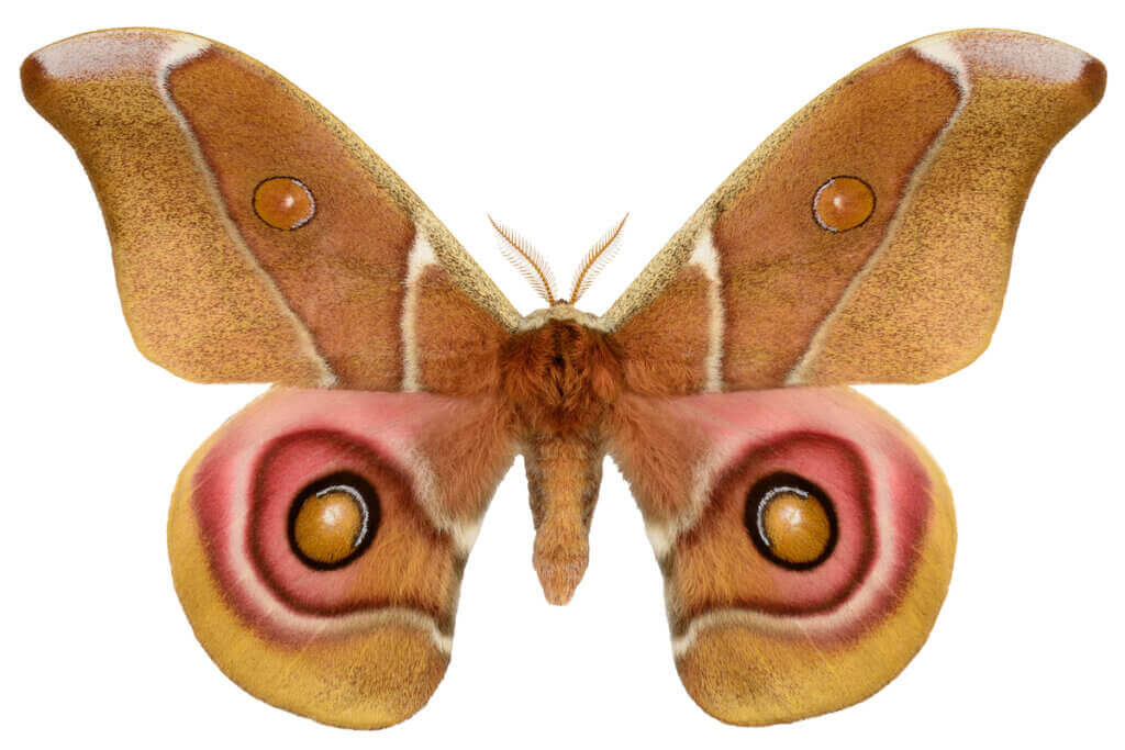 Les papillons de nuit et le camouflage acoustique