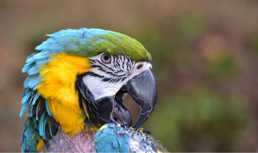 Le picage chez les oiseaux : causes et traitement