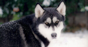 Les races de chiens les plus anciennes