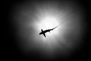 Un requin dans l'océan