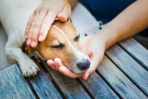 8 conseils pour traiter le rhume chez les chiens