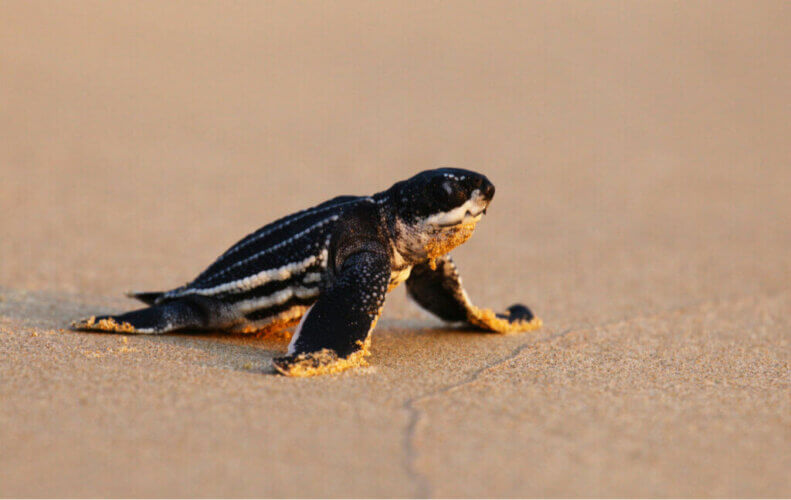 Tortue luth : pourquoi ses petits se désorientent-ils ?