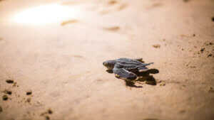 Une tortue Luth sur la plage.