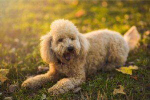 Un caniche allongé.