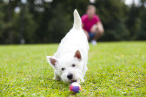 Un chien qui tente d'attraper une balle.