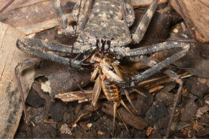 Un amblypyge qui se nourrit.