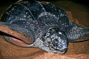 Une tortue Luth.