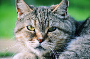 Vous n'aimez pas les chats ? Vous ne les connaissez pas !