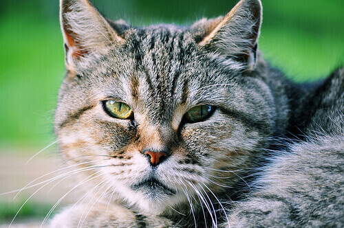 Vous n'aimez pas les chats ? Vous ne les connaissez pas !